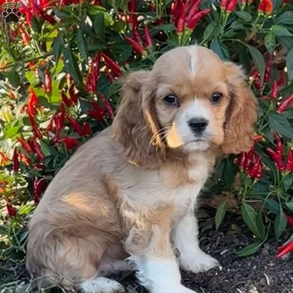 Alfie, Cocker Spaniel Puppy